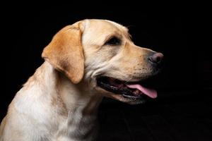 retrato de un perro labrador retriever sobre un fondo negro aislado. foto