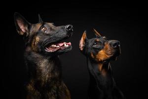 Portrait of a Belgian shepherd dog and a Doberman on an isolated black background. photo