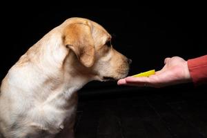 Portrait of a Labrador Retriever dog with a slice of Apple on its nose. photo