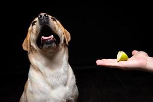 Portrait of a Labrador Retriever dog with a slice of Apple on its nose. photo