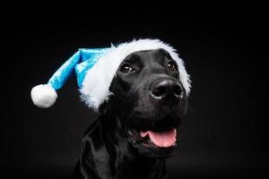 Portrait of a Labrador Retriever dog in a Santa hat, isolated on a black background. photo