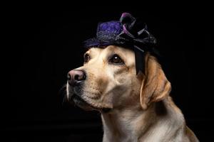 Close-up of a Labrador Retriever dog in a headdress. photo