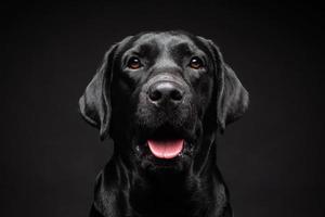 Portrait of a Labrador Retriever dog on an isolated black background. photo
