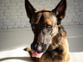 Portrait of a Belgian shepherd dog. photo