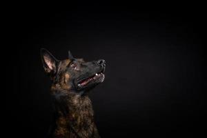 retrato de un perro pastor belga sobre un fondo negro aislado. foto