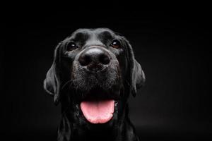 retrato de un perro labrador retriever sobre un fondo negro aislado. foto