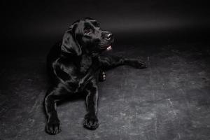 retrato de un perro labrador retriever sobre un fondo negro aislado. foto