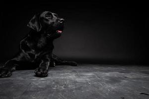 retrato de un perro labrador retriever sobre un fondo negro aislado. foto