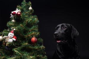 Portrait of a Labrador Retriever dog near the new year's green tree. photo
