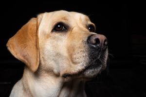 Portrait of a Labrador Retriever dog on an isolated black background. photo