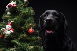 Portrait of a Labrador Retriever dog near the new year's green tree. photo