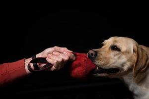 Close-up of a Labrador Retriever dog with a toy and the owner's hand. photo