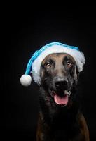 Portrait of a Shepherd dog in a Santa Claus hat, isolated on a black background. photo