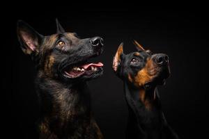 Portrait of a Belgian shepherd dog and a Doberman on an isolated black background. photo