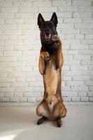 Portrait of a Belgian shepherd dog. photo