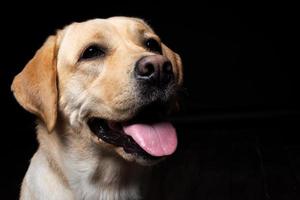 Portrait of a Labrador Retriever dog on an isolated black background. photo