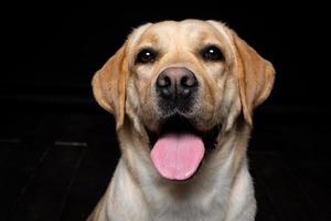 Portrait of a Labrador Retriever dog on an isolated black background. photo
