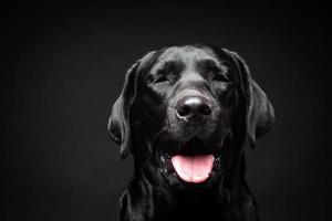 retrato de un perro labrador retriever sobre un fondo negro aislado. foto