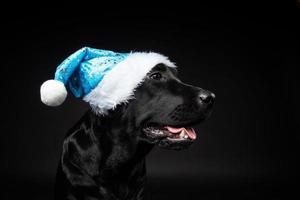 Portrait of a Labrador Retriever dog in a Santa hat, isolated on a black background. photo