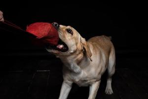 Close-up of a Labrador Retriever dog with a toy and the owner's hand. photo