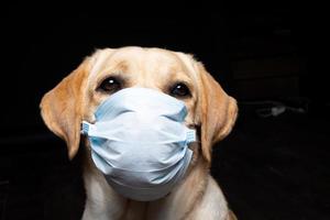 primer plano de un perro labrador retriever con una mascarilla médica. foto