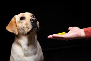 Portrait of a Labrador Retriever dog with a slice of Apple on its nose. photo