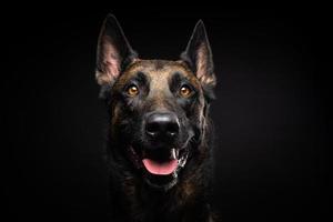 retrato de un perro pastor belga sobre un fondo negro aislado. foto