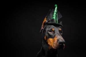 Portrait of a Doberman dog in a headdress. Carnival or Halloween. photo