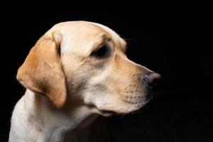 Portrait of a Labrador Retriever dog on an isolated black background. photo