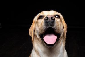 Portrait of a Labrador Retriever dog on an isolated black background. photo