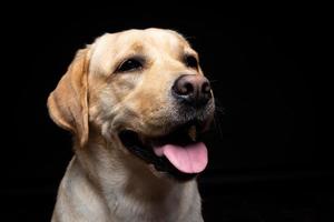 Portrait of a Labrador Retriever dog on an isolated black background. photo