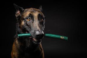 retrato de un perro pastor belga con un juguete en la boca, disparado sobre un fondo negro aislado. foto