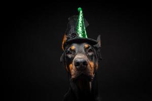 Portrait of a Doberman dog in a headdress. Carnival or Halloween. photo