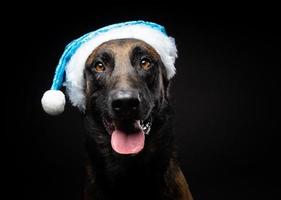 Portrait of a Shepherd dog in a Santa Claus hat, isolated on a black background. photo