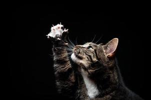 Thoroughbred adult cat, photographed in the Studio on a black background. photo