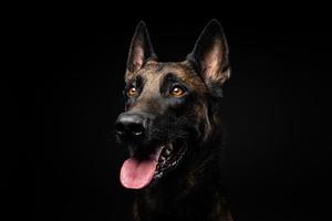 retrato de un perro pastor belga sobre un fondo negro aislado. foto