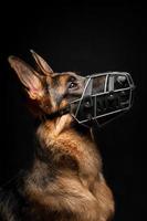 Portrait of a German shepherd in front of an isolated black background. photo