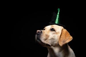 Close-up of a Labrador Retriever dog in a headdress. photo