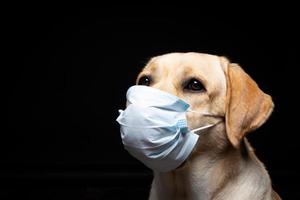 Close-up of a Labrador Retriever dog in a medical face mask. photo