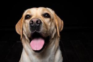 Portrait of a Labrador Retriever dog on an isolated black background. photo