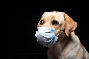 Close-up of a Labrador Retriever dog in a medical face mask. photo