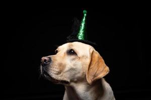 Close-up of a Labrador Retriever dog in a headdress. photo