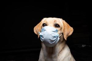 primer plano de un perro labrador retriever con una mascarilla médica. foto