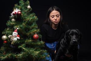 Portrait of a Labrador Retriever dog with its owner, near the new year's green tree. photo
