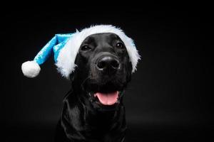 Portrait of a Labrador Retriever dog in a Santa hat, isolated on a black background. photo
