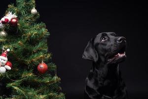 Portrait of a Labrador Retriever dog near the new year's green tree. photo