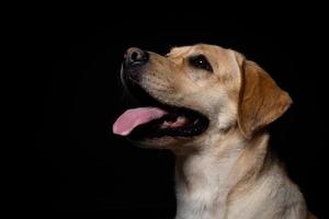 retrato de un perro labrador retriever sobre un fondo negro aislado. foto