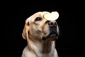 Portrait of a Labrador Retriever dog with a slice of Apple on its nose. photo