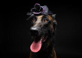 Portrait of a Belgian shepherd dog in a headdress. Carnival or Halloween. photo