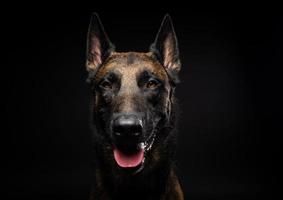 retrato de un perro pastor belga sobre un fondo negro aislado. foto